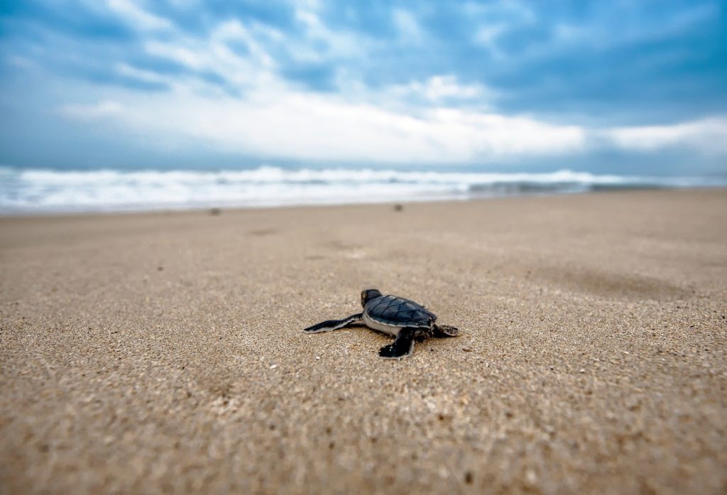 3 Healthy Living Insights Learned from Turtles | JillFit